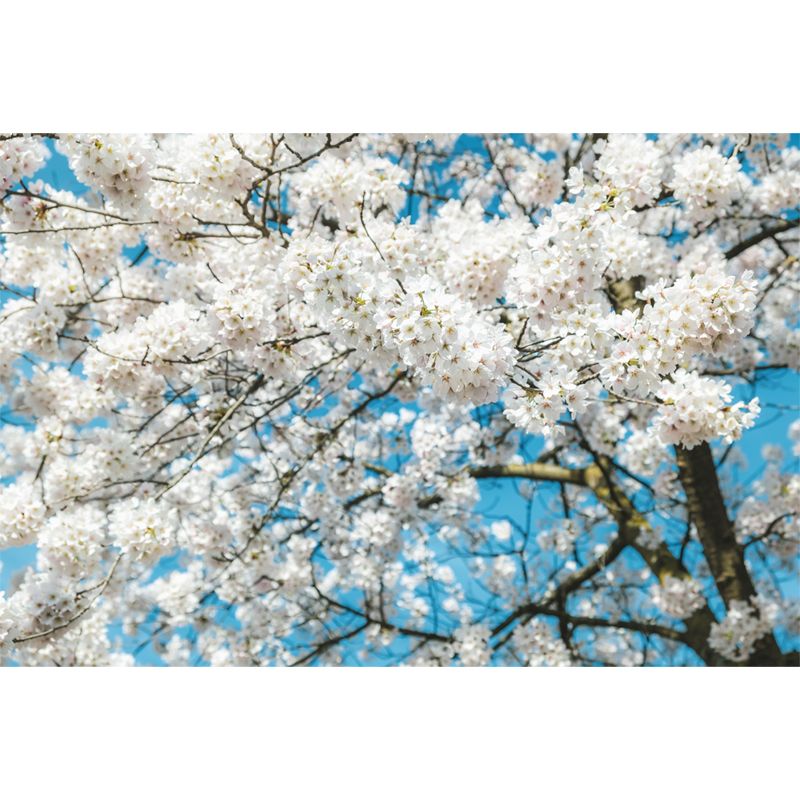 Cherry Blossoms Mural for Living Room Bedroom, Removable, Customized Size