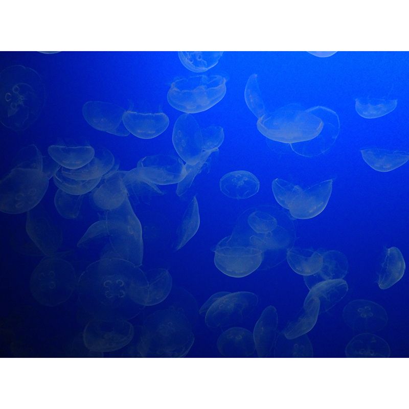 Photography Wall Mural Jellyfish Print Drawing Room Wall Mural