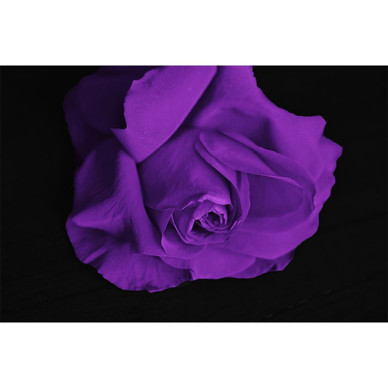 Modern Style Photography Mural Wallpaper Flowers Indoor Wall Mural