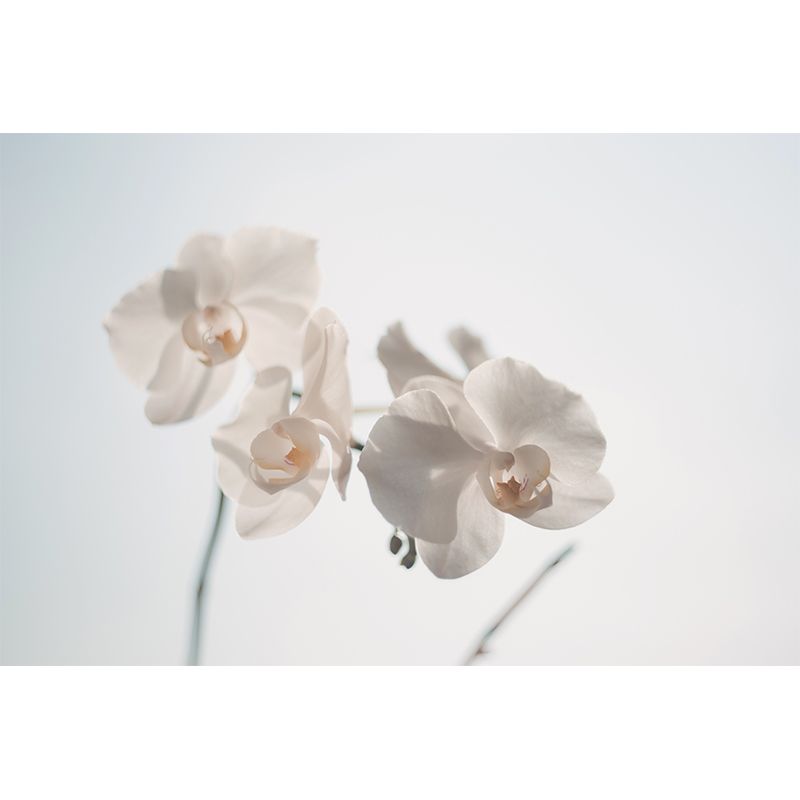 Beautiful Orchid Wall Murals for Home Decoration Stain Resistant, Personalised Size