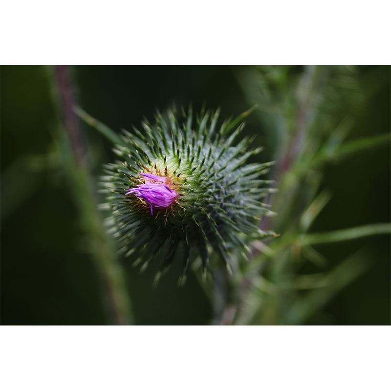 Cirsium Plant Wall Mural for Reading Room Decoration, Moisture Resistant