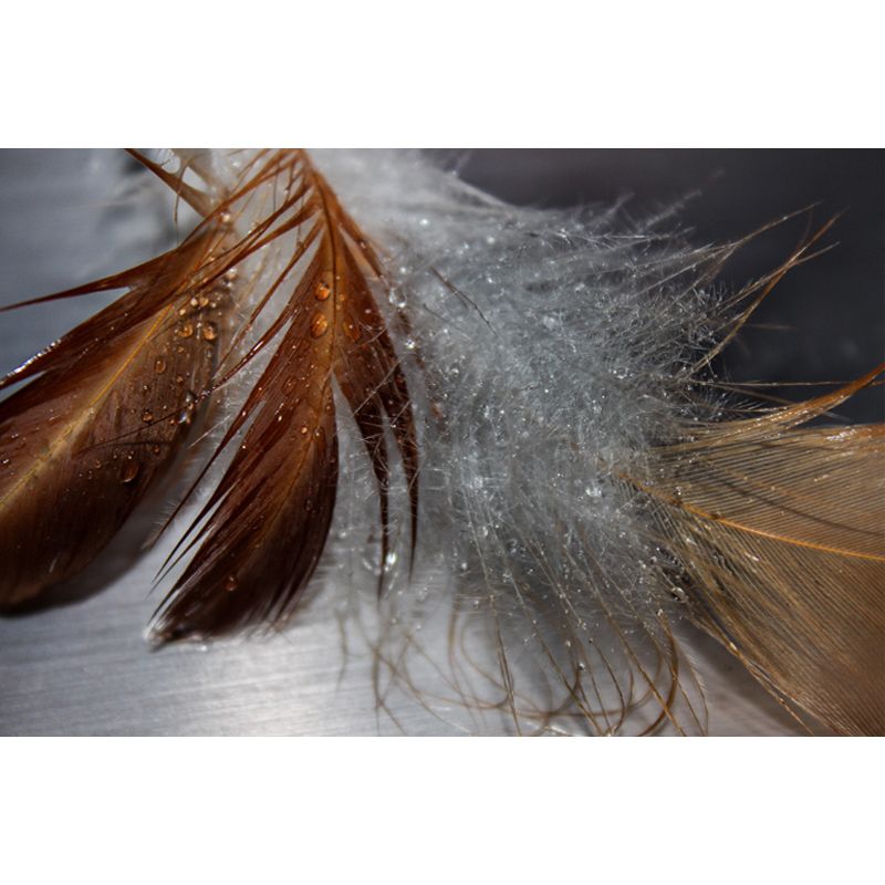 Bird Feather Mural for Sitting Room Wall Art in Light Color, Stain Resistant