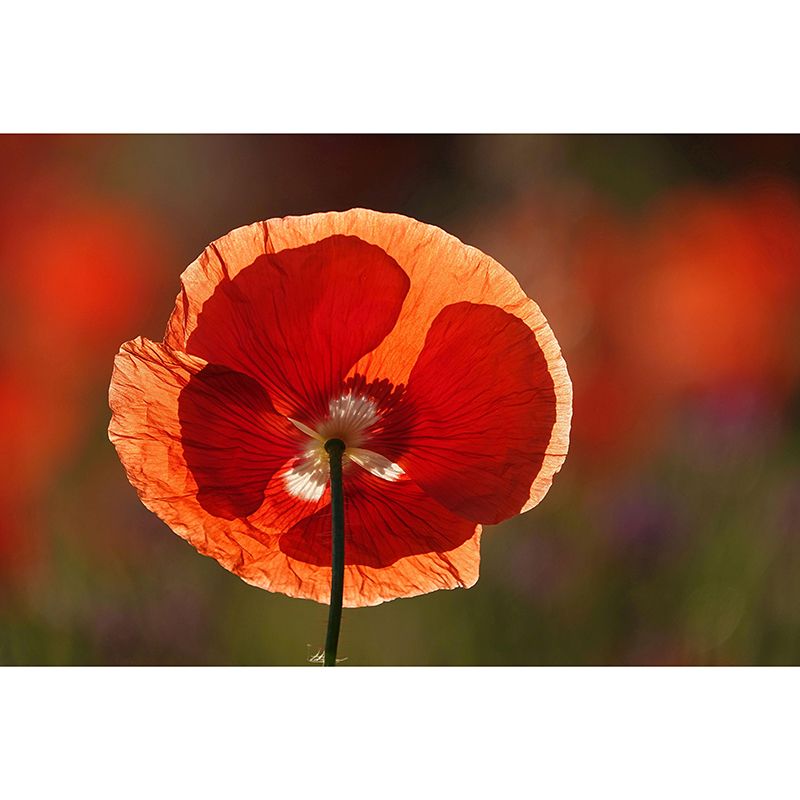 Beautiful Flower Mural Wallpaper Mildew Resistant for Living Room Decor