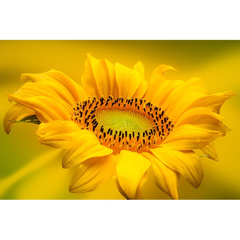 Yellow Blooming Sunflower Mural for Living Room Decoration, Made to Measure