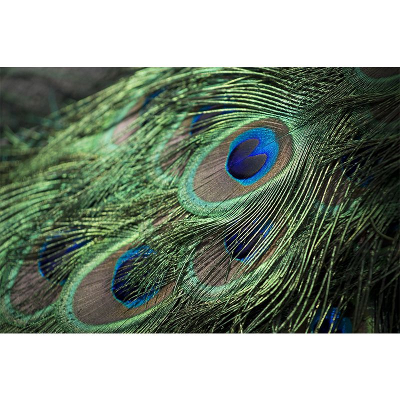 Peacock Feather Mural Wallpaper Tropical
Style Moisture Resistant for Living Room