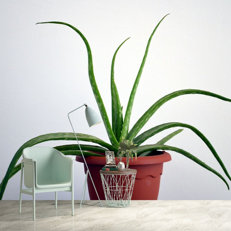 Green Plants Wall Mural Vinyl Wall Art Decor for Office Home Apartment