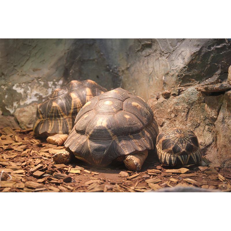 Underwater World Wall Mural Contemporary Photography Wall Covering for Home Decor