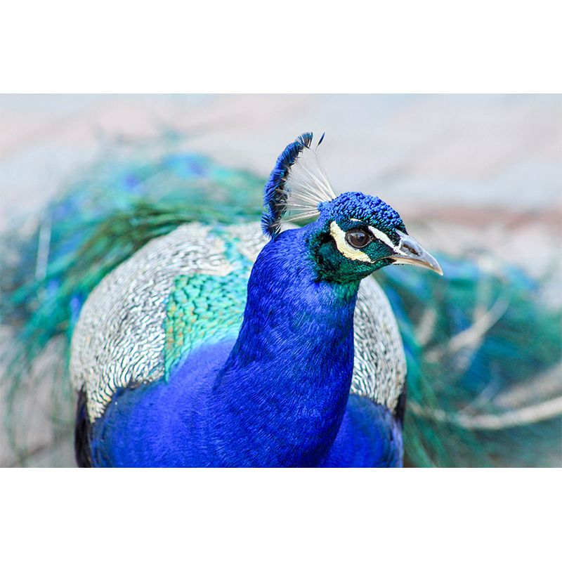 Tropical Peacock Photo Moisture Resistant Mural Decal Modern Wall Decor for Bedroom