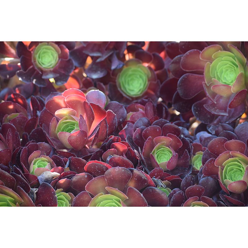 Succulent Plants Wall Mural for Modern Living Room Stain Resistant, Custom Size