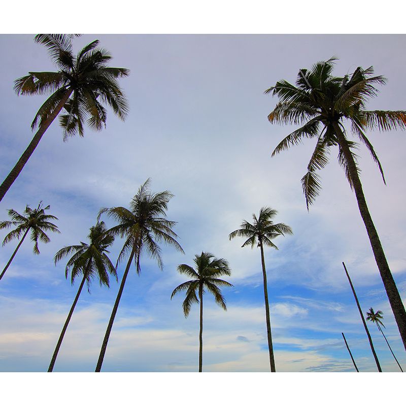 Stain Resistant Palm Tree Mural Tropical Photography Living Room Wall Mural