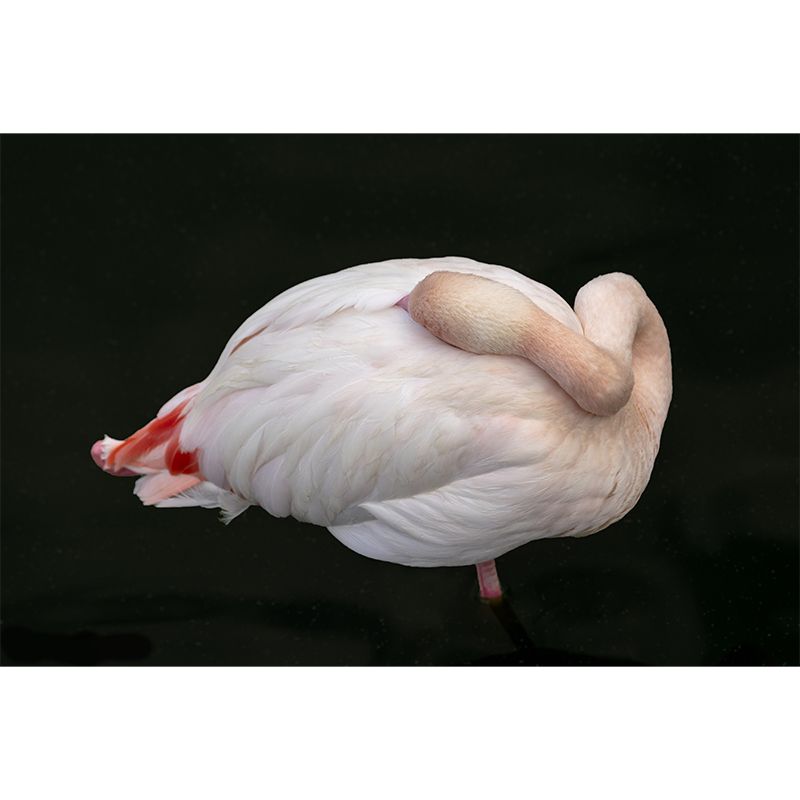 Flamingo Photo Moisture Resistant Mural Decal Modern Wall Decor for Bedroom