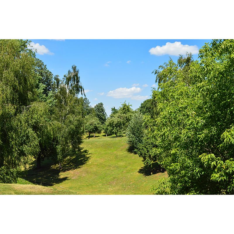 Environment Friendly Forest Murals Sleeping Room Wall Murals