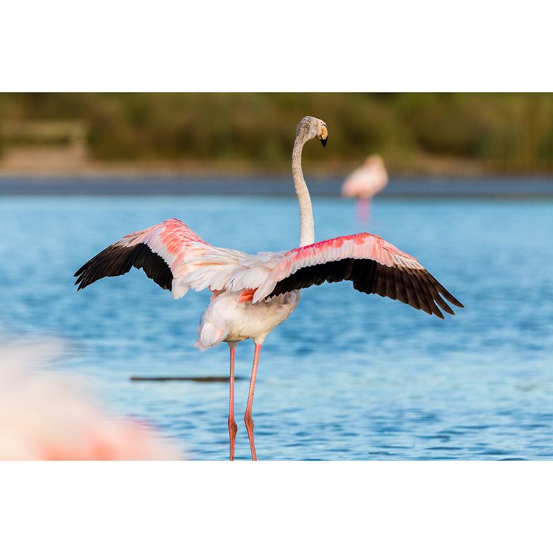 Tropical Style Flamingo Mural Wallpaper for Home Decor Wall Art for Bedroom