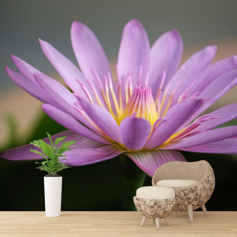 Beautiful Pink Lotus Removable Wall Mural for Sleeping Room, Moisture Resistant