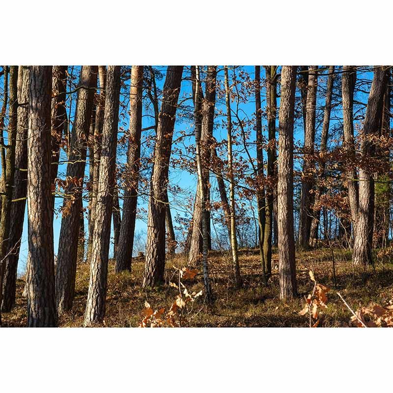 Bedroom Mildew Resistant Wall Mural Wallpaper Forest Landscapes Pattern