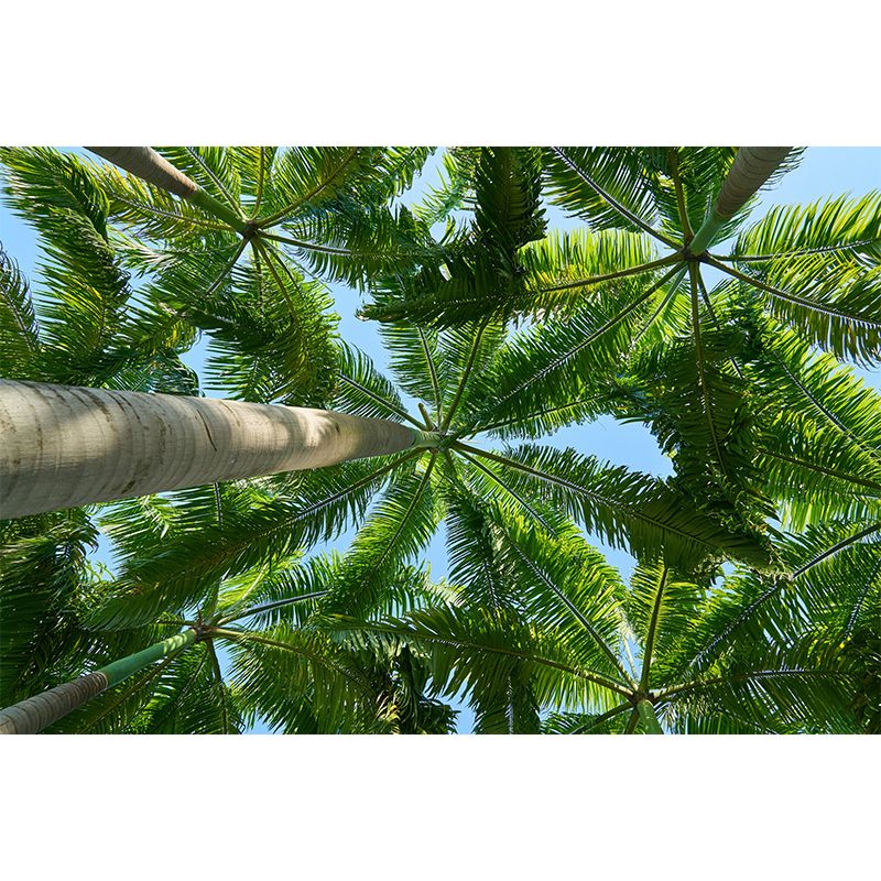 Tropical Palm Leaves Mural Soft Color Stain Resistant Wall Covering for Living Room