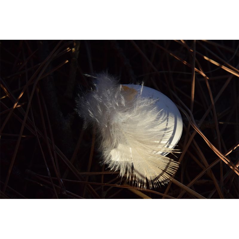 Bedroom Bird Feather Mural Eco-friendly Decorative Wallpaper