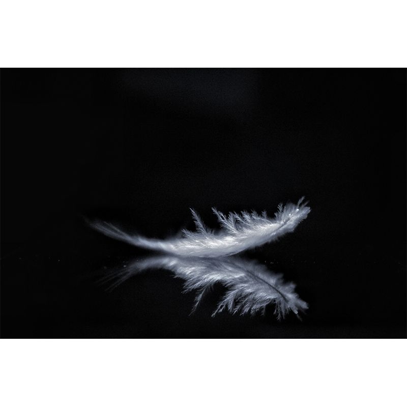 Modern Plumage Wall Covering for Bedroom Home Wall Decor, Moisture Resistant