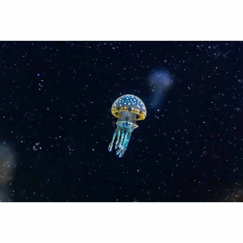 Eco-friendly Wall Mural Wallpaper Marine Organism Photography Sitting Room Wall Mural