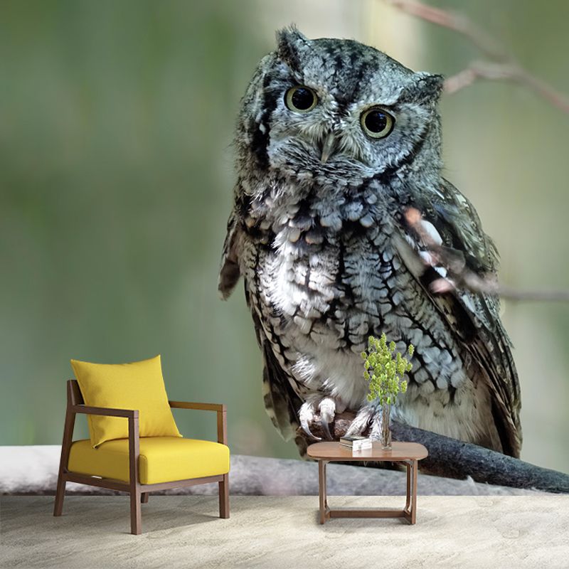 Horizontal Photography Owl Wall Mural Decorative Mildew Resistant for Living Room