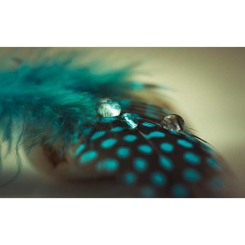 Feather Wall Mural Decal Girls' Bedroom Stain Resistant Wall Covering, Made to Measure