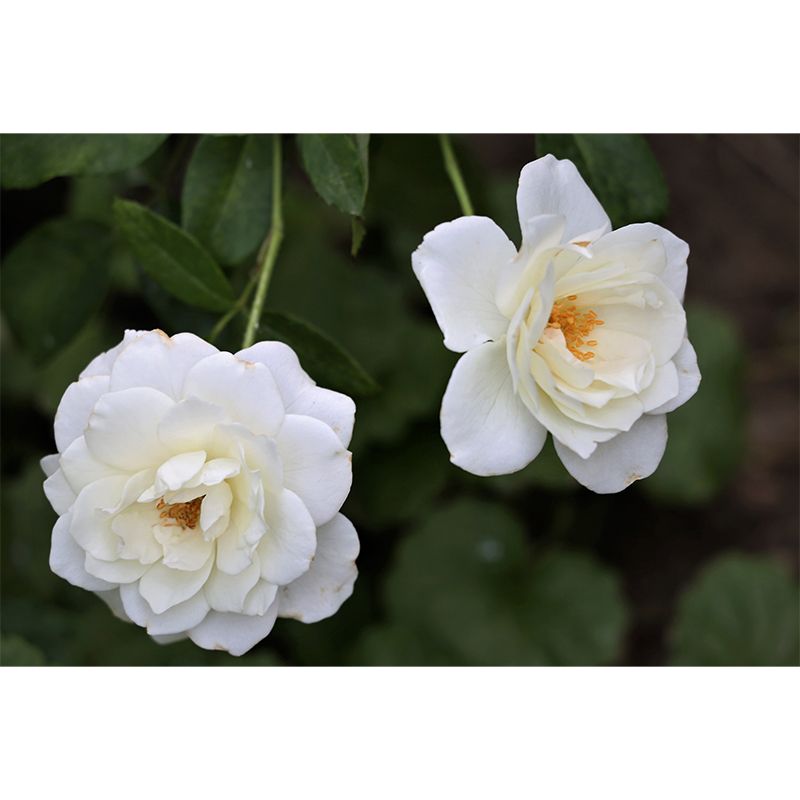 Rose Flower Mural Wallpaper Full Size Minimalist Wall Mural for Gust Room