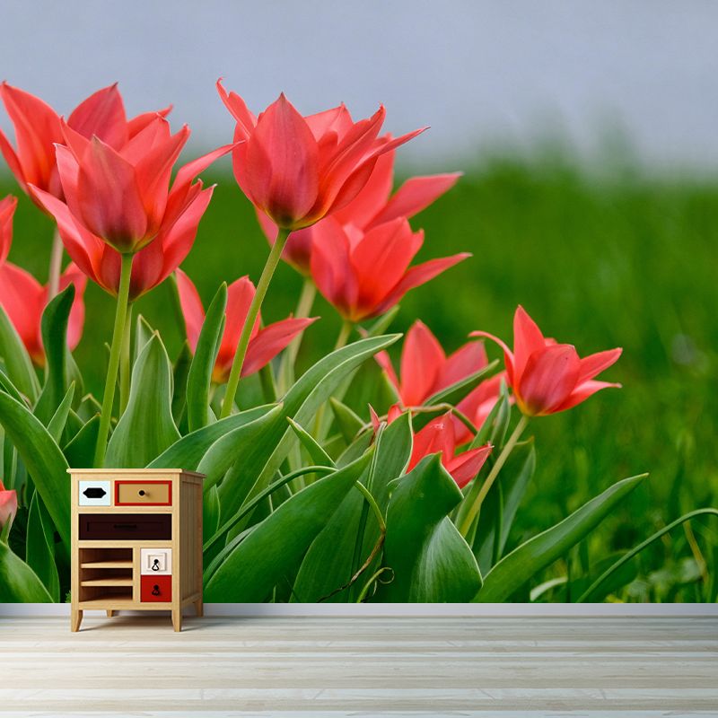 Beautiful Tulips Mural Wallpaper Mildew Resistant for Living Room Decor