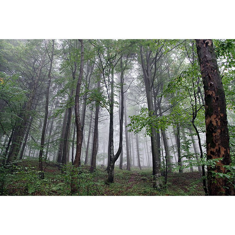 Green Forest Mural Wallpaper Water Resistant Wall Covering for Reading Room