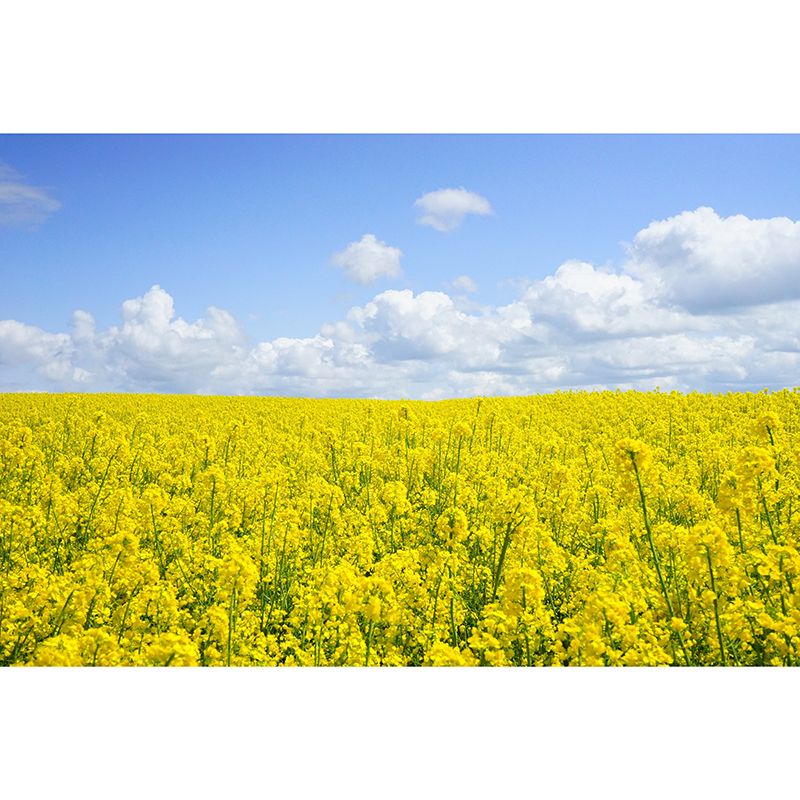 Photography Flower Field Mural Mildew Resistant Wallpaper Sleeping Room Wall Mural