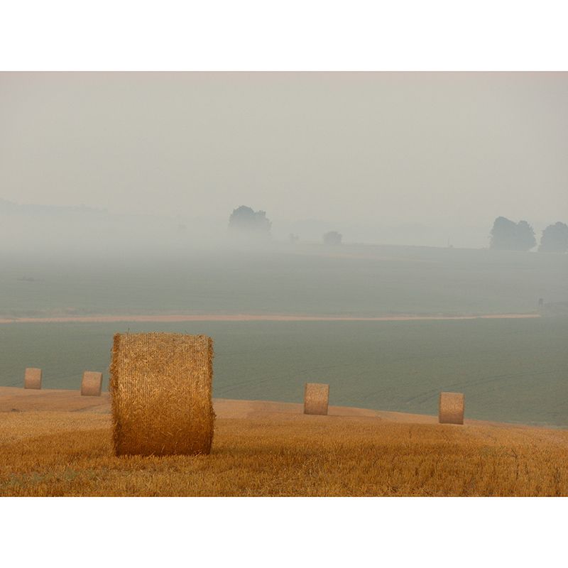 Beautiful Photography Mural Wallpaper Wheat Field Indoor Wall Mural