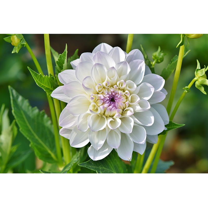 Modern Blossoming Flower Wall Mural Customized Size for Home Decoration