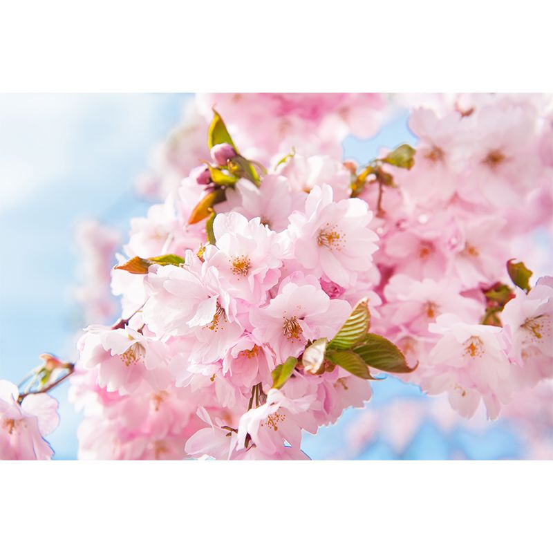 Cherry Bud Graphic Wall Mural Pink Decorative Wall Art for Bedroom, Custom Printed