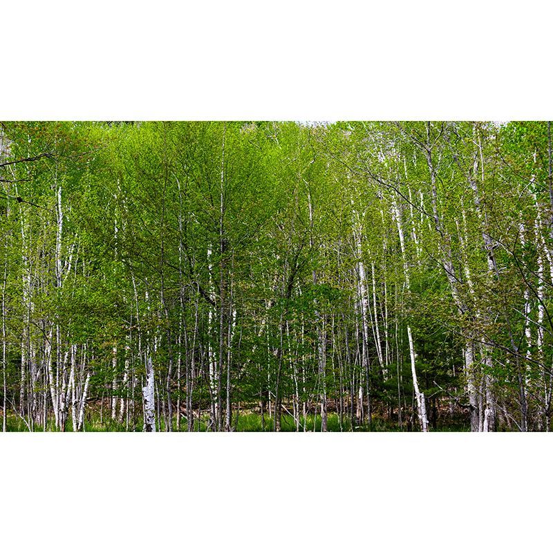 Forest Photo Wall Mural for Living Room Bedroom Wall Decor, Made to Measure