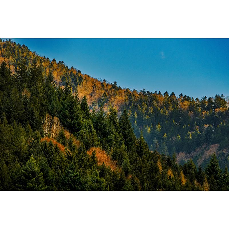 Forest Dense Wallpaper Mural for Bedroom, Water Resistant, Custom Size Available