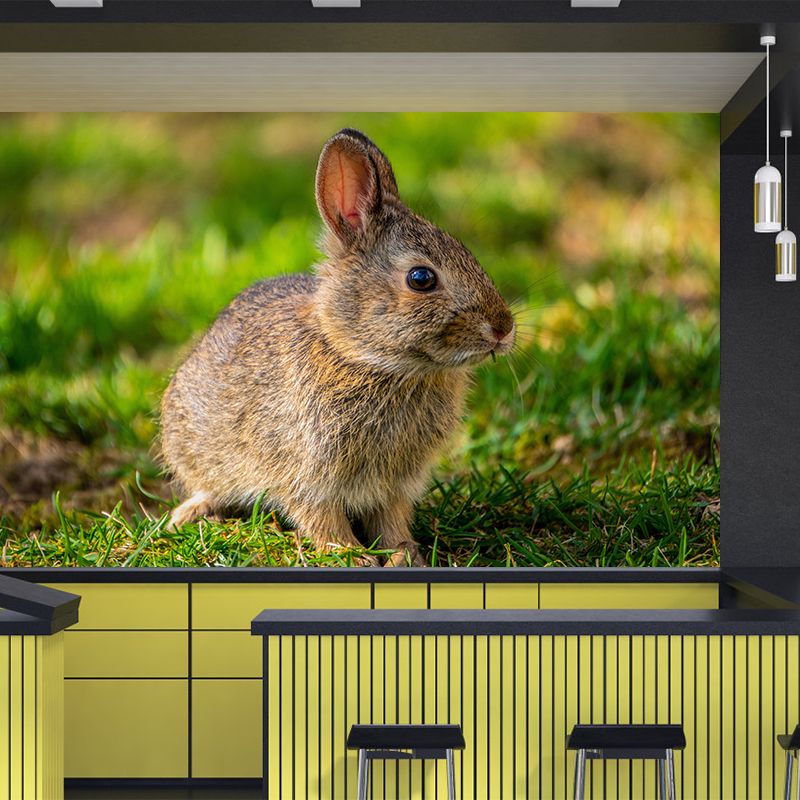 Photography Hare Mural Wall Decor Mildew Resistant Living Room Wall Mural Wall Art