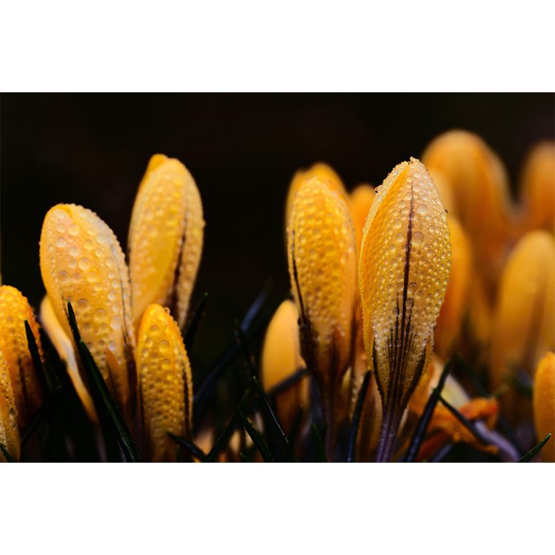 Horizontal Photography Dripping Crocus Wall Mural for Living Room Girls Women Bedroom