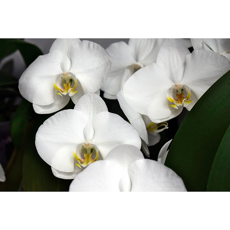 Beautiful Orchid Wall Mural Moisture Resistant Wall Decor for Sleeping Room