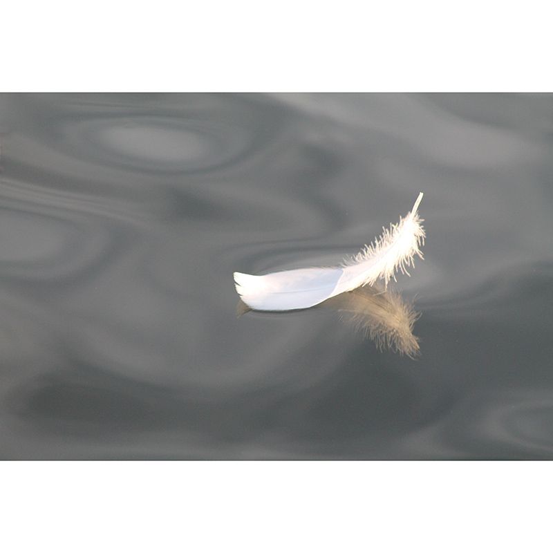 Environmental Wall Mural Wallpaper Feather Sitting Room Wall Mural