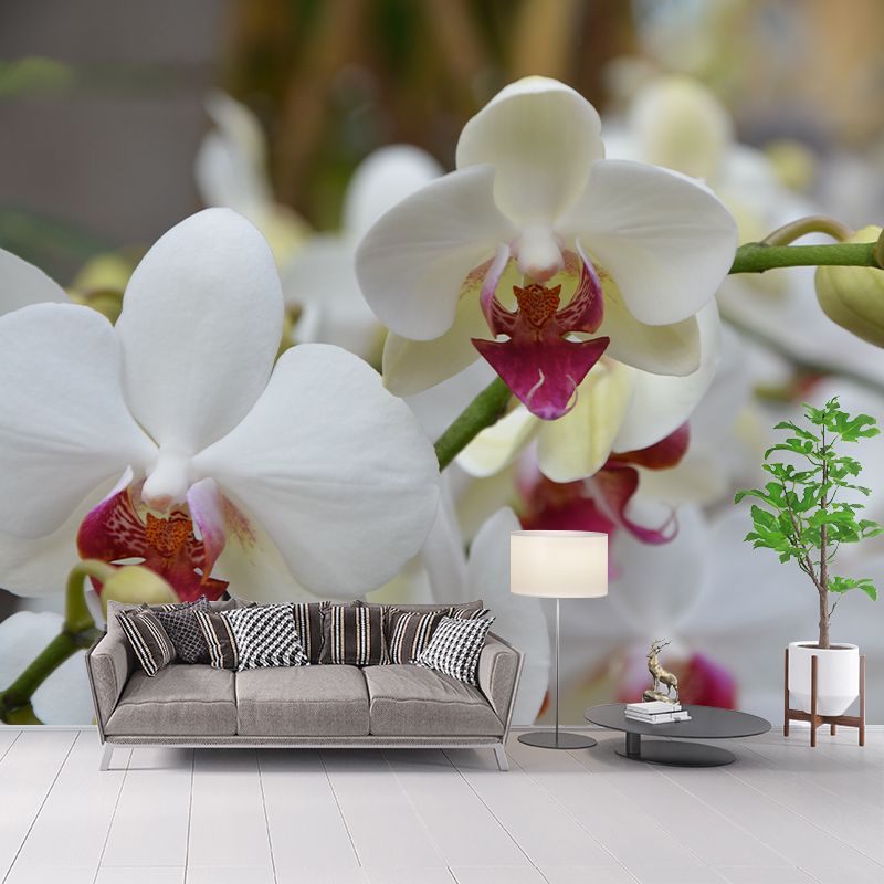 Cymbidium Contemporary Mural Wallpaper for Home Decoration, Stain Resistant