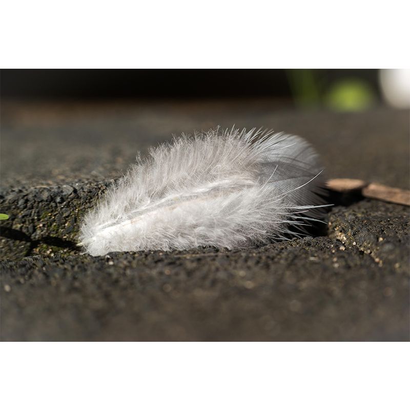 Soft Color Light Feather Mural Wallpaper Wall Covering for Dining Room