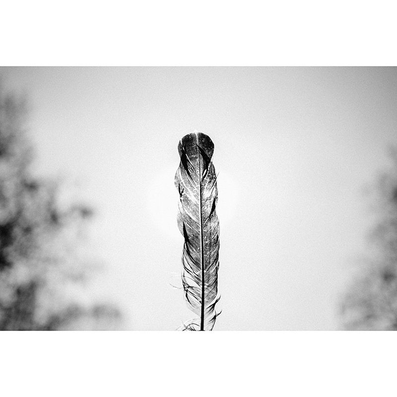 Eco-friendly Wall Mural Wallpaper Soft Feathers Photography Sitting Room Wall Mural