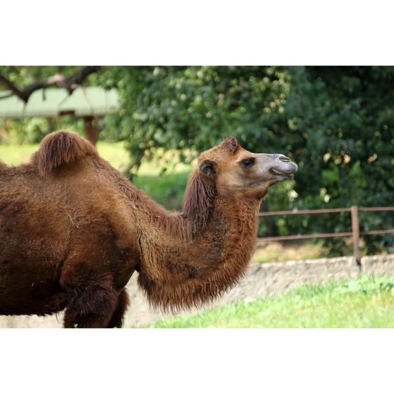 Camel Mural Wallpaper for Home Decor Living Room Bedroom, Made to Measure