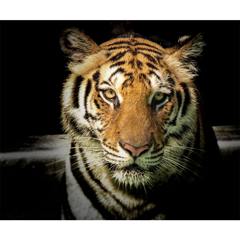 Lion Contemporary Wild Animal Wall Mural Mildew Resistant Wallpaper for Bedroom