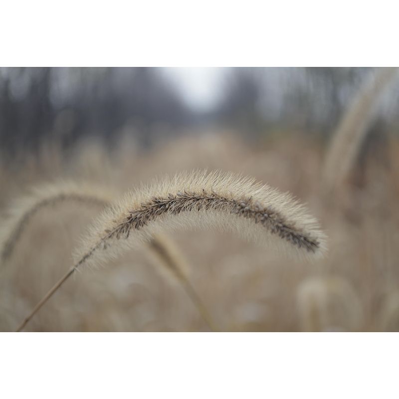 Customized Dogs Tail Grass Wall Mural Stain Resistant for Living Room Decor