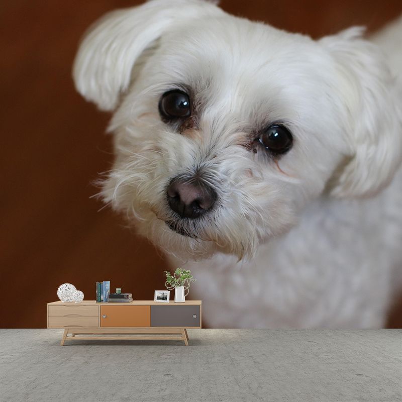 Horizontal Photography Bichon Frise Mural Stain Resistant Wall Art for Living Room