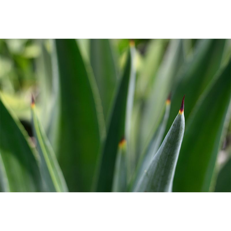 Green Aloe Vera Plant Wall Covering for Home Decoration, Moisture Resistant