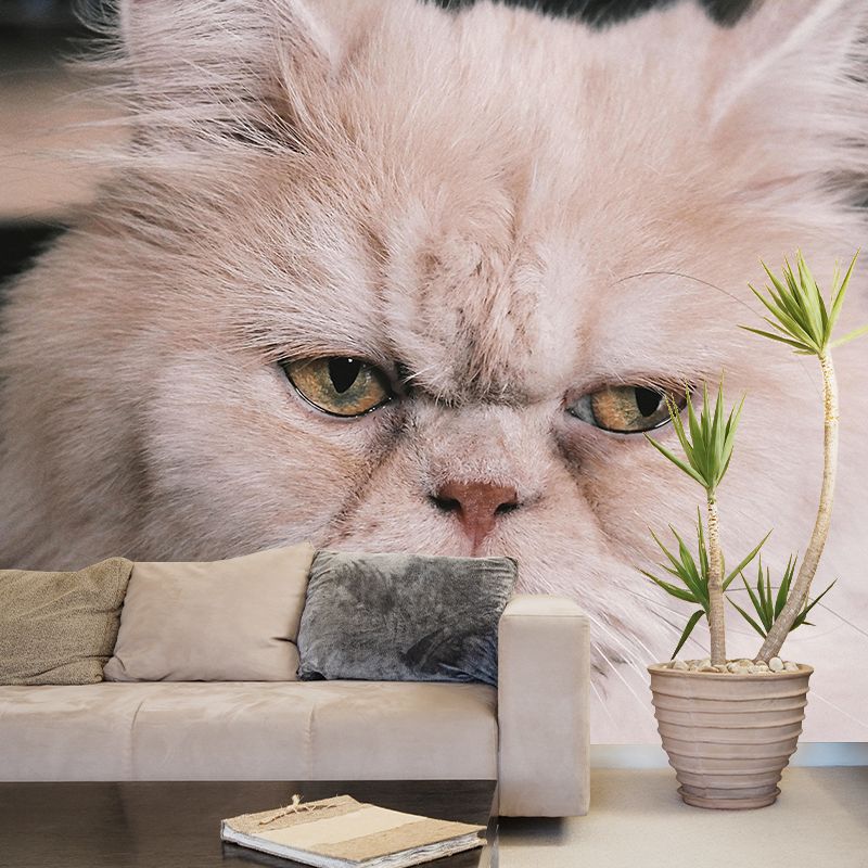 Horizontal Photography Persian Cat Mural Stain Resistant Wall Art for Living Room