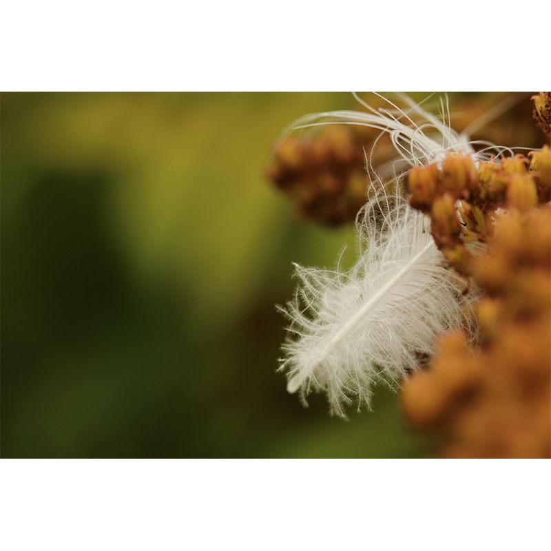 Customized Feather Decorative Murals Sleeping Room Wall Murals