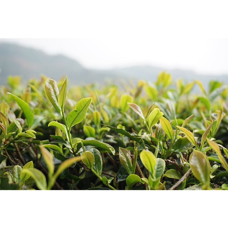 Tea Leaf Wall Mural Water Mildew Resistant Environment Friendly Wall Decor for Bedroom