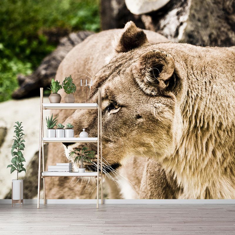 Customized Lioness Wall Mural Contemporary Photography for Bedroom Living Room